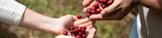 Why Has Coffee Gone Up In Price? Let Us Explain…