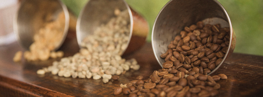 Robusta vs Arabica - which is the best coffee variety?