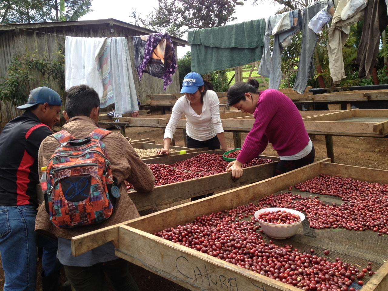 Nicaraguan Jinotega - Community Project