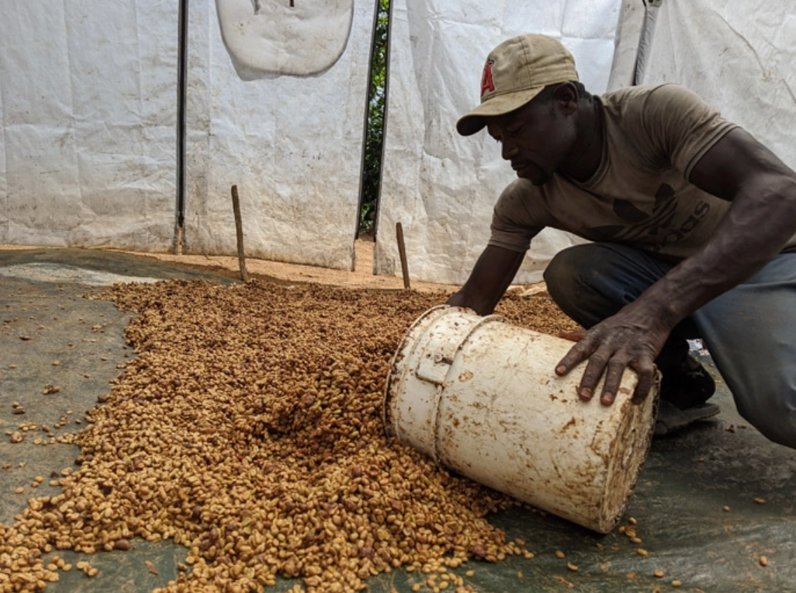 Caribbean Haitian Blue - Grade I