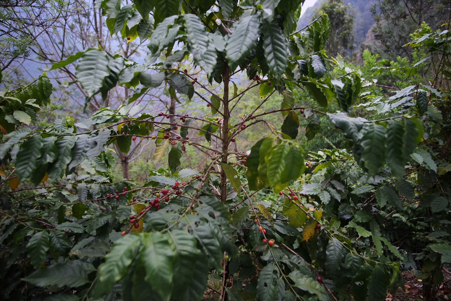 Nepalese Mount Everest - Nuwakot Single Estate (Natural)