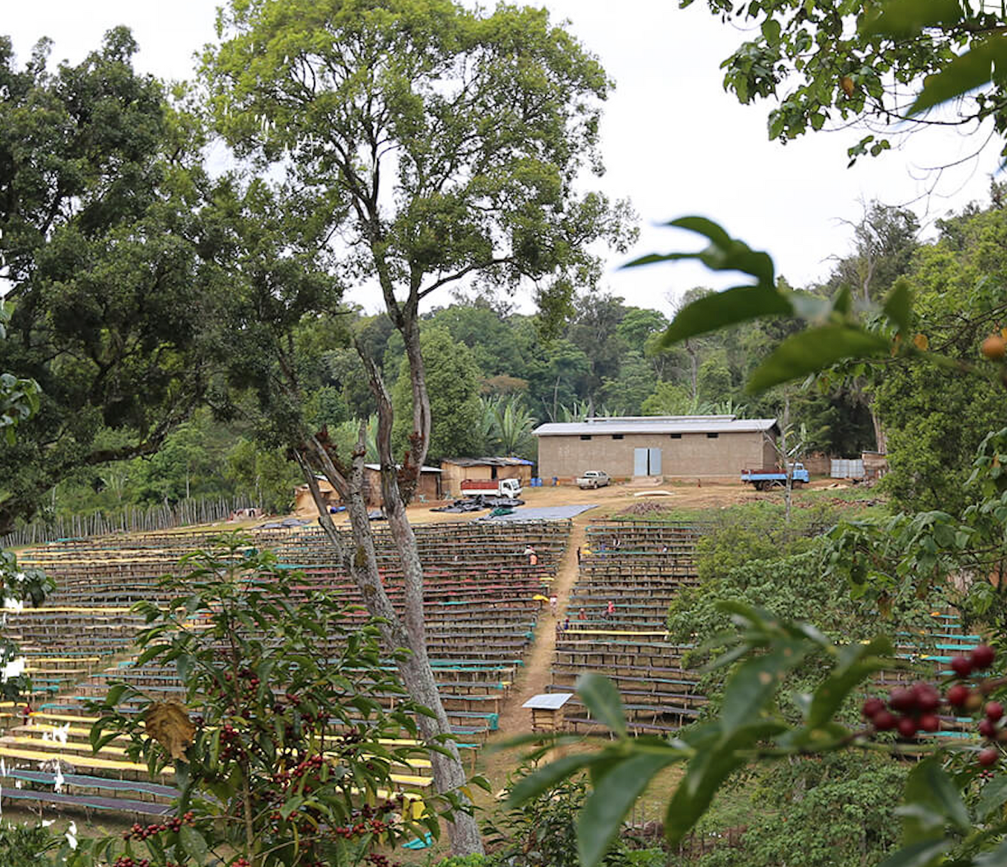 Ethiopian Sweet Lily | Lulo Estate