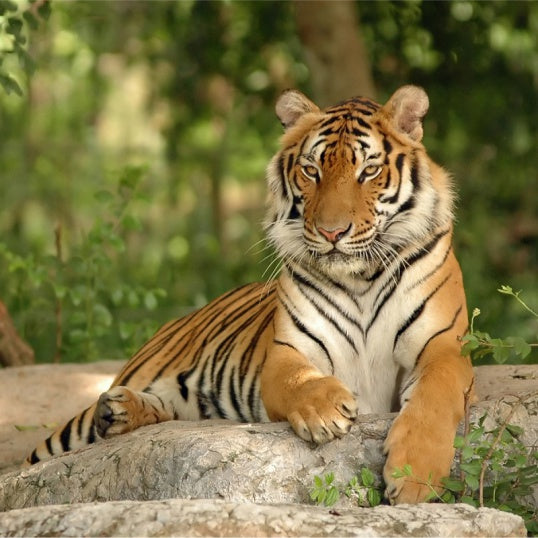 Green Indian 'Tiger Stripes' Blend