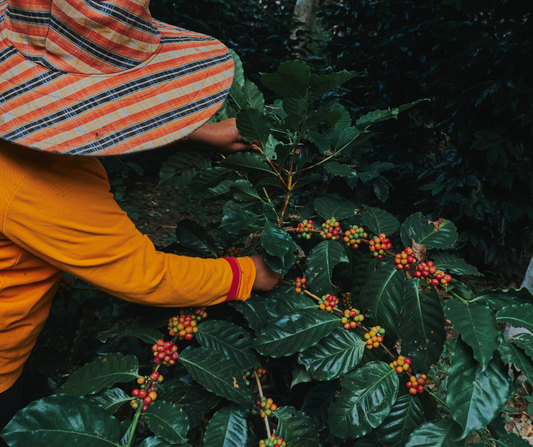 Roasting Reality: The Effects of Climate Change on The Coffee Industry