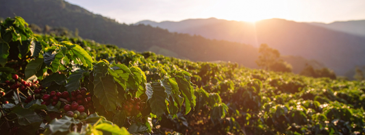 A distant wide shot of a coffee growing field, to illustrate Coffee Processing Methods.