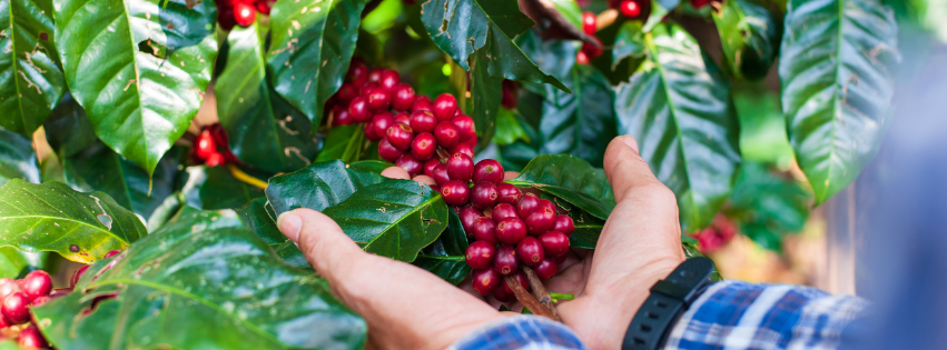 Roasting Reality: The Effects of Climate Change on The Coffee Industry