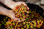 Can You Grow Coffee in the UK?