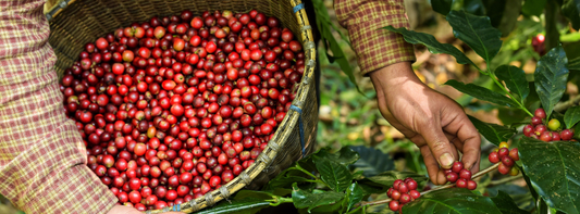 Fresh single origin coffee beans being picked ready for processing