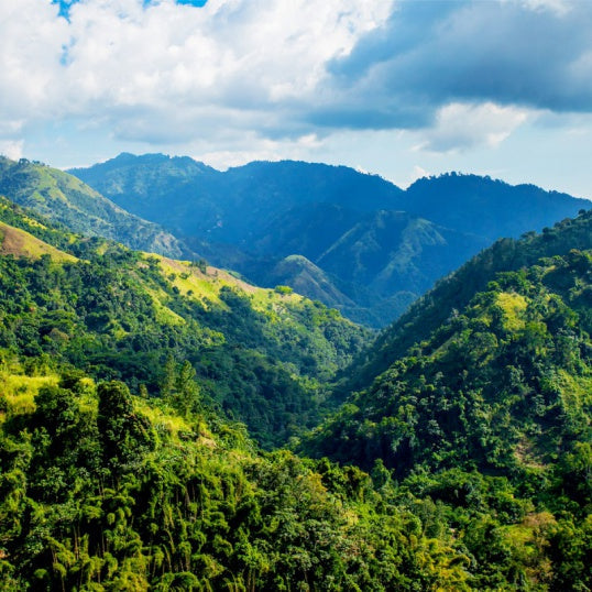 Jamaican Blue Mountain Coffee