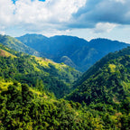 Jamaican Blue Mountain Coffee