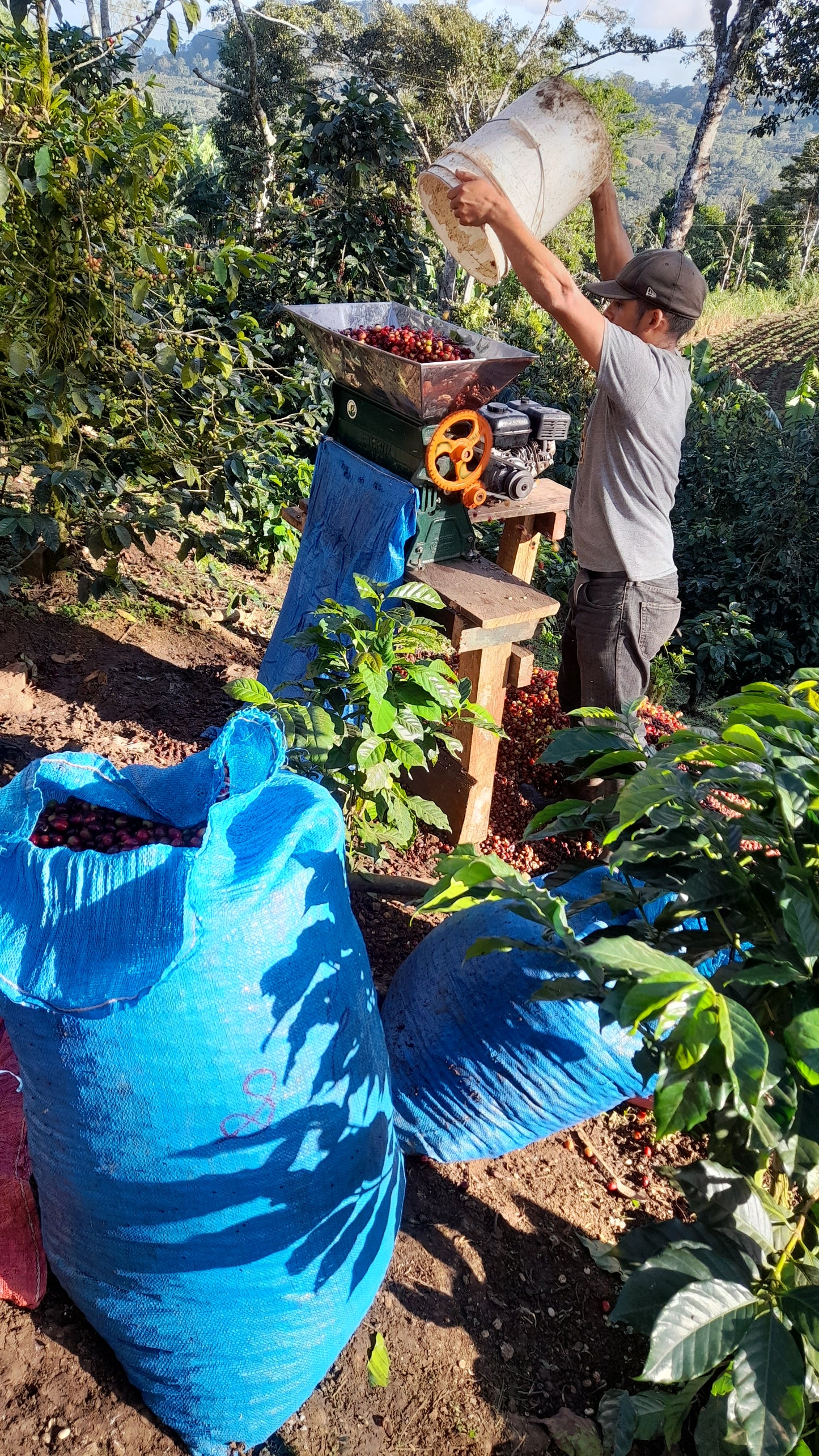 Nicaraguan Jinotega - Community Project