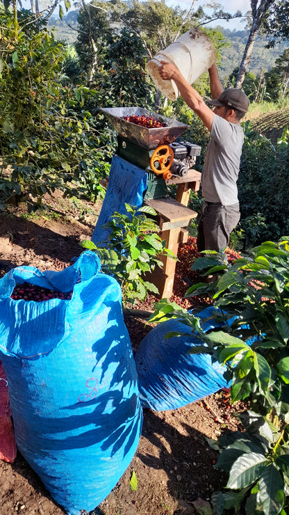 Nicaraguan Jinotega - Community Project