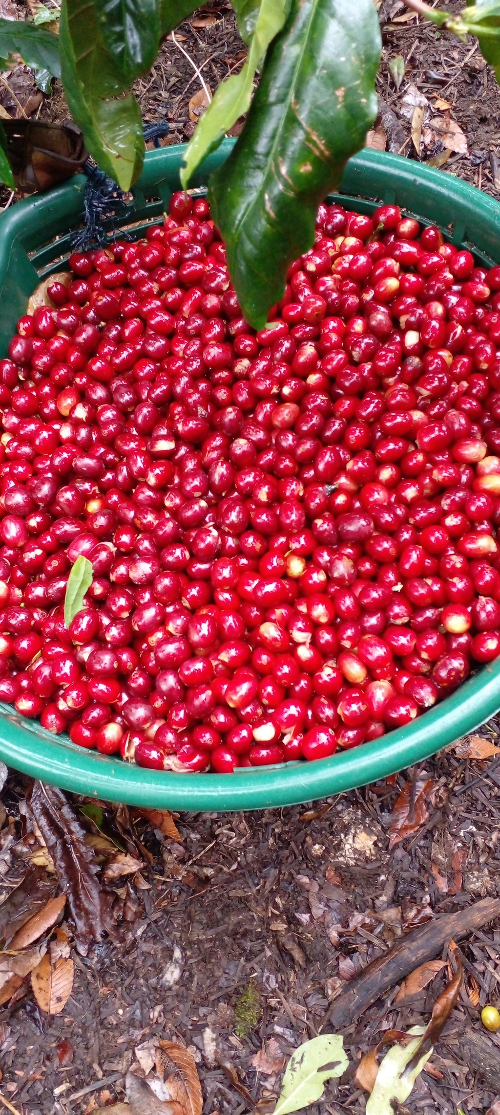Green Nicaraguan Elephant Beans
