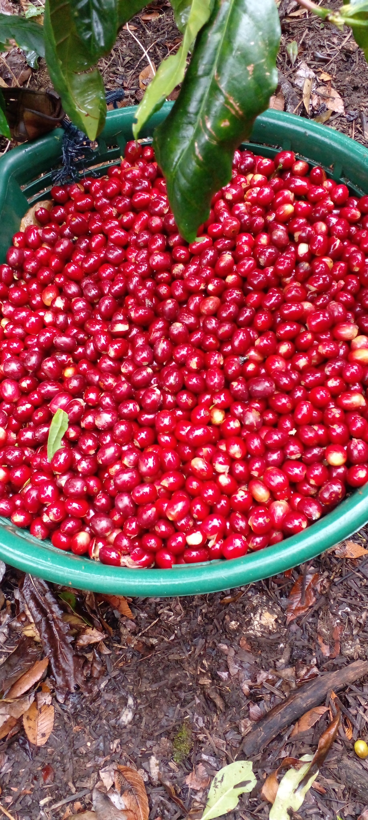 Nicaraguan Elephant Beans