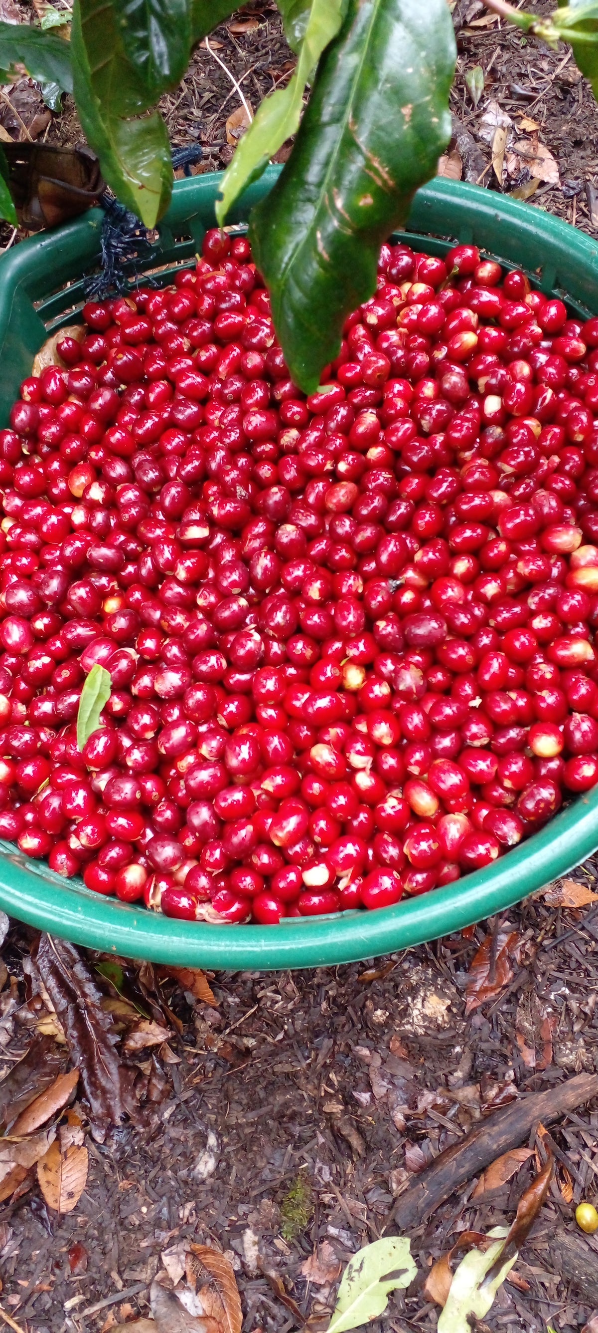Green Nicaraguan Elephant Beans