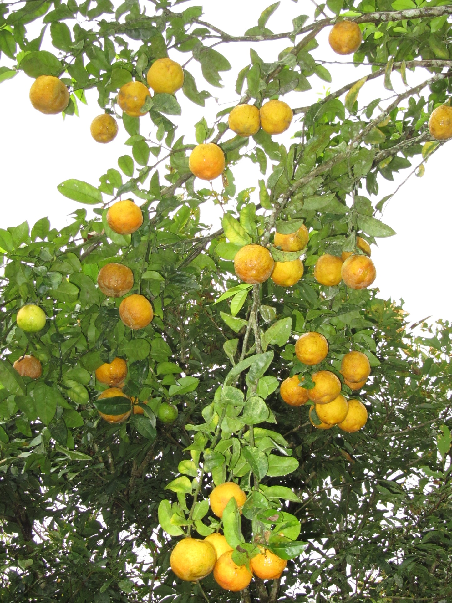 Nicaragua Orange Maceration Madness