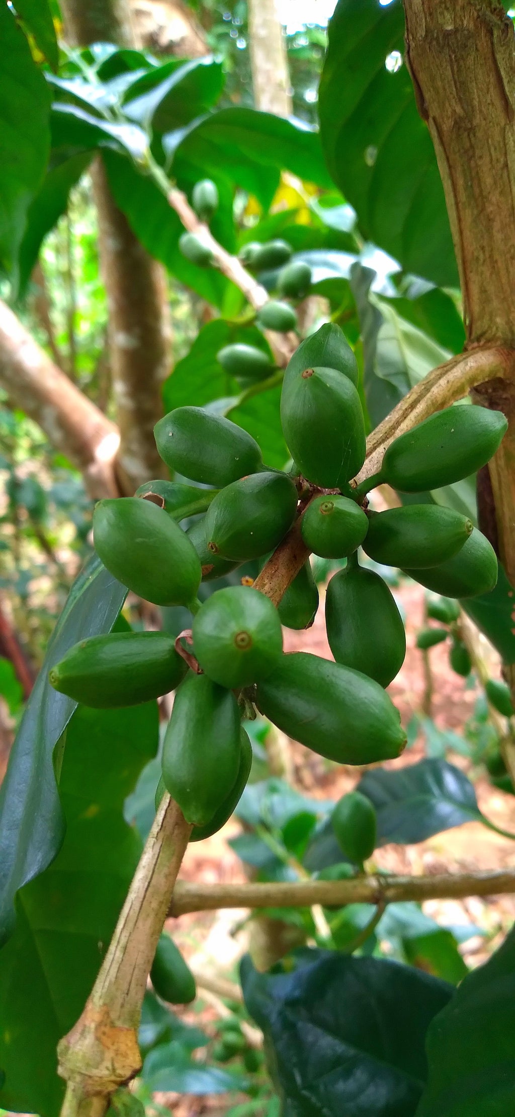 Green Nicaraguan Elephant Beans