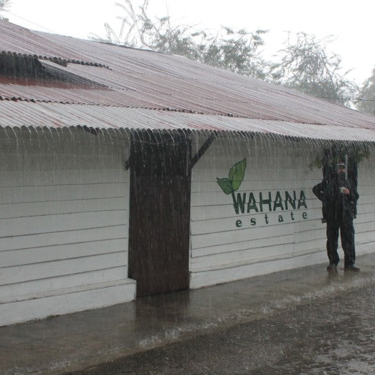 Sumatra Wahana Longberry Washed