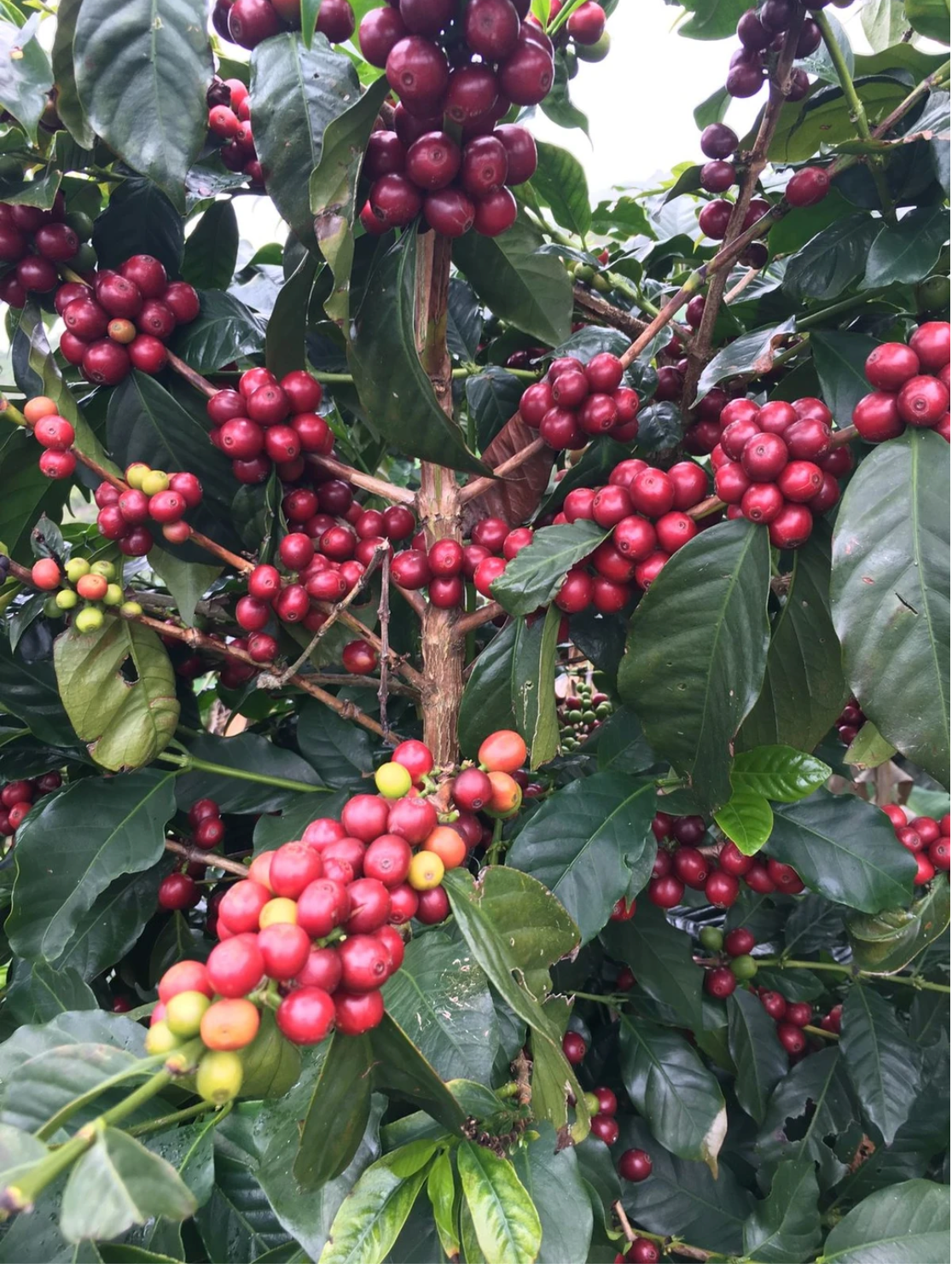 Jamaican Blue Mountain Coffee
