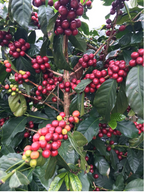 Jamaican Blue Mountain Coffee