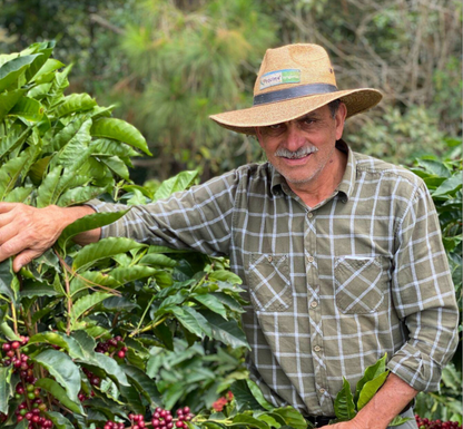 Guatemala Las Moritas Pacamara
