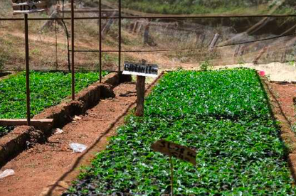 Kenya Baragwi AA - Social Community