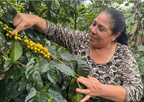 Nicaraguan El Diamante by Blanca Nieve