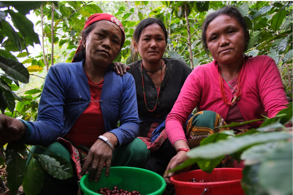 Buy Nepalese Himalayan Mount Everest Coffee Beans Online – Coffee Bean Shop