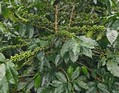 Venezuela - Lara Single Origin