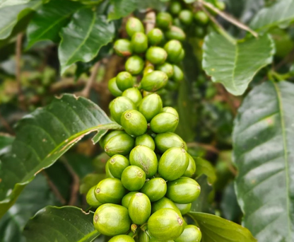 Venezuela - Lara Single Origin