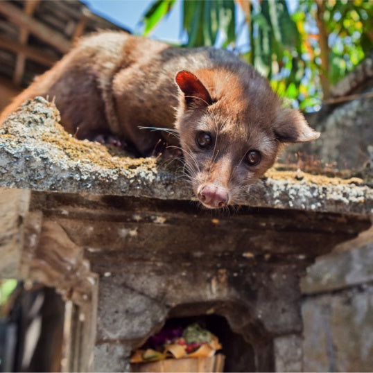 Kopi Luwak