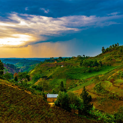 Rwandan Fully Washed - AA - "Inzovu"